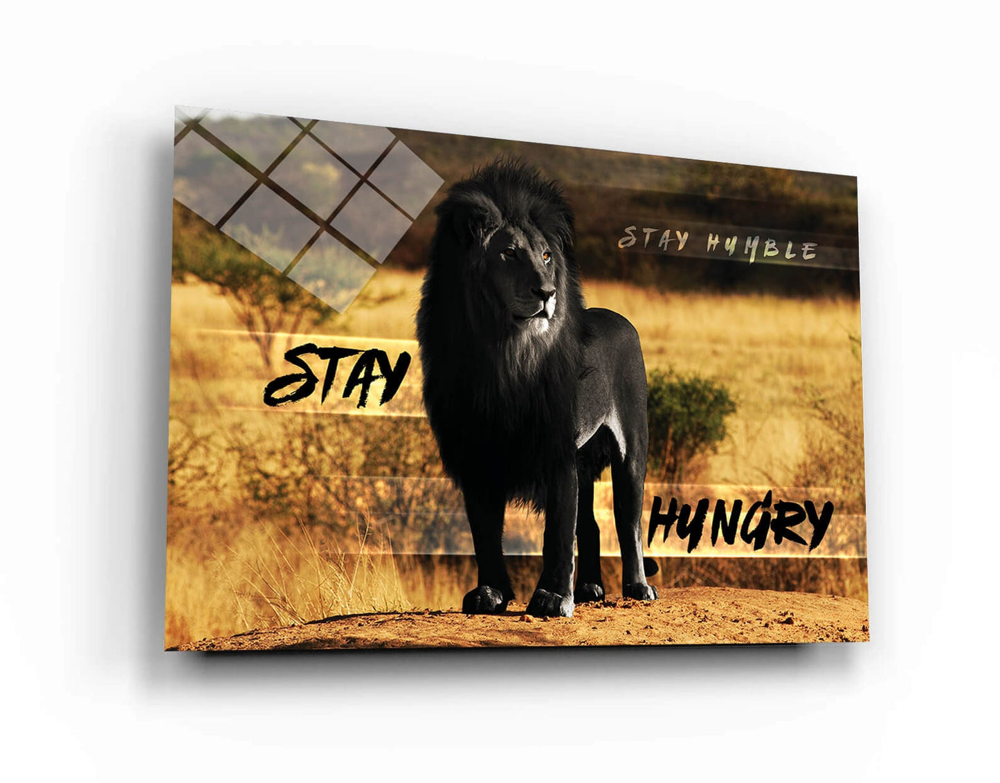 Stay Hungry Stay Humble Canvas Black Will Lion Motivational Quote Poster Lion in Jungle Leader Print King Leo Inspirational Office Art